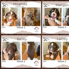 Australian Mountain Doodle Puppies from Sammi Sweet Doodles