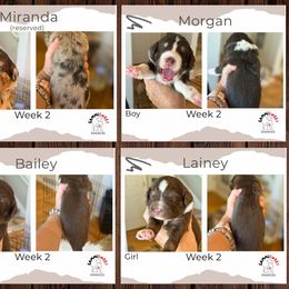 Australian Mountain Doodle Puppies from Sammi Sweet Doodles