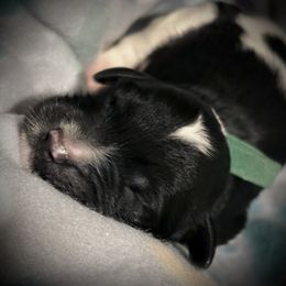 Goldendoodle and Poodle Puppies from Southern Stroll Poodles & Doodles