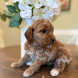 Bella - Apricot female Goldendoodle puppy in Temecula, California from Country Hills Doodles