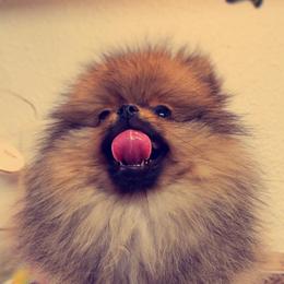 French Bulldog and Pomeranian Puppies from Purrs N Poms