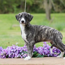 Whippet Puppies from Mardel Robeson