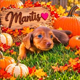 Mantis - Red female Dachshund puppy in Vacaville, California from SchmooterBabies