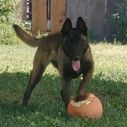 Belgian Malinois from Apex K9 Center LLC