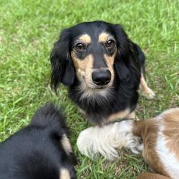 Oatis - Black and cream male Dachshund puppy in Statesville, North Carolina from Lakeside Dachshunds
