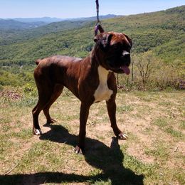 Freya - Boxer