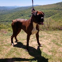 Freya - Boxer