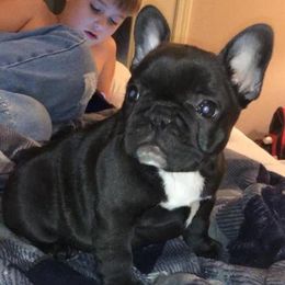 French Bulldog All Grown Up from Candy Coated Canines