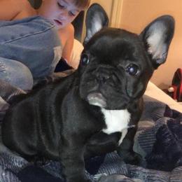 French Bulldog All Grown Up from Candy Coated Canines