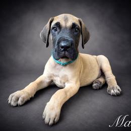Puppy 2 - Fawn male Great Dane puppy in Ocala, Florida from Oak Haven Great Danes