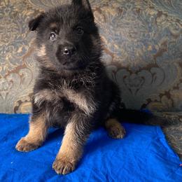 Blue collar boy - Black and red male German Shepherd puppy in Coleta, Illinois from Four Leaf Farm- Vom Vierblättriges Bauernhof