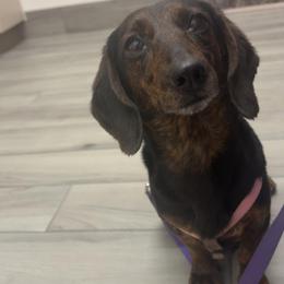 Venus - Dachshund