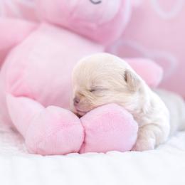 Baby Mochi - Gold female Chihuahua puppy in Jacksonville, Florida from Petits Chihuahuas