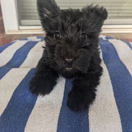 Midnight - Black female Scottish Terrier puppy in Chattanooga, Tennessee from Oodles of Cuties!