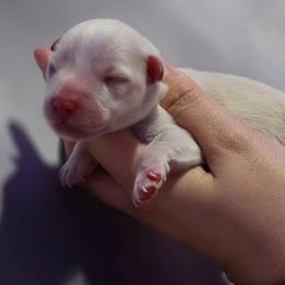 Remy - Wheaten male Miniature Schnauzer puppy in Magalia, California from NorCal Schnauzers