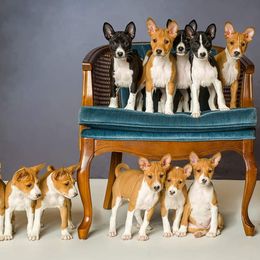 Basenjis from Zamaradi Basenjis