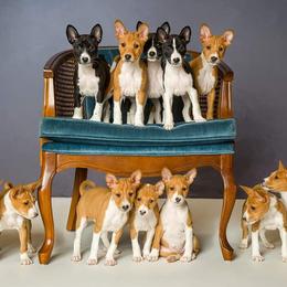 Basenjis from Zamaradi Basenjis