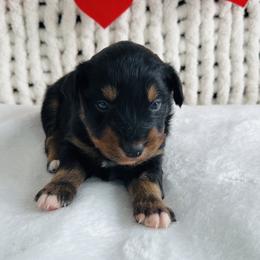 Theo - Black tri-color male Australian Shepherd puppy in Zwingle, Iowa from Homestead Aussies & Doodles