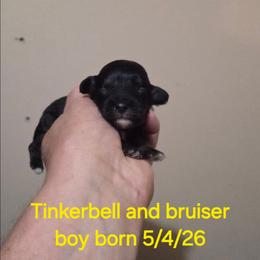 Buddy - Black & white male Maltipoo puppy in Sedro Woolley, Washington from Absher Ranch