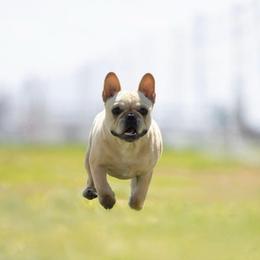 Nos - Cream male French Bulldog puppy in Pueblo West, Colorado from Double B Bulldogs