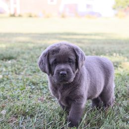 Dilute Retriever, Golden Retriever, and Labrador Retriever Puppies from Grimm Girls Farm