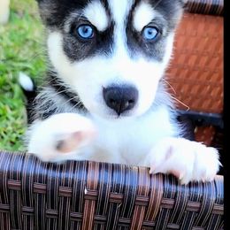 Pomsky Puppies from Way too cute Pomskies