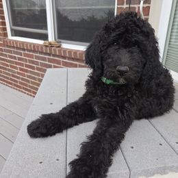 Ali - Phantom male Poodle puppy in Aurora, Colorado from Simply Amazing Doodles