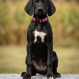 German Shorthaired Pointer Puppies from H LAVA C Pointers