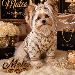 Mateo - Yorkshire Terrier