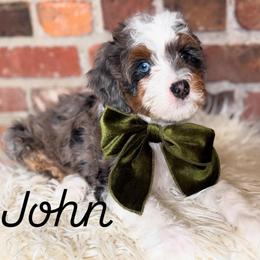 John - Merle male Bernedoodle puppy in Snohomish, Washington from Refined Doodles