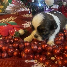 Nicholas - Gold and white male Shih Tzu puppy in Pleasant Shade, Tennessee from Kuntry Tyme Shih Tzus