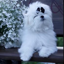 Maltese Puppies from Made to Love Maltese LLC