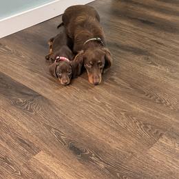 Dachshund Puppies from Johnson’s Weiner Farm