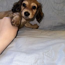 Dachshund Puppies from KCM Doxies