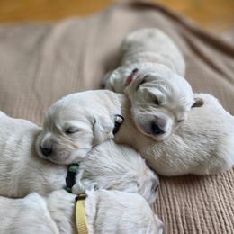 5th - Light golden female Golden Retriever puppy in Decatur, Indiana from Sporting Ridge K9’s