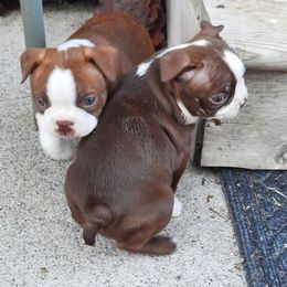 Boston Terrier Puppies from Jeanne Campbell