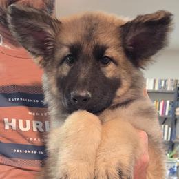 Shelby - Turquoise girl - Gray sable female Shiloh Shepherd puppy in Charlo, Montana from IdleWilde Shilohs