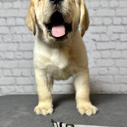 Labrador Retriever Puppies from Flashylabs  AKC GR CHAMPION SIRED