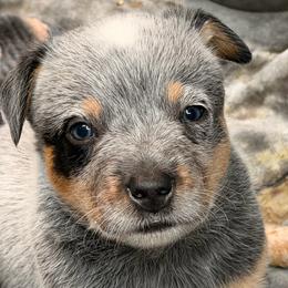 Captain - Blue mottled male Australian Cattle Dog puppy in Billings, Montana from Sugarloaf French bulldogs and Australian cattle dogs