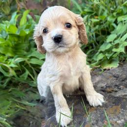 Fisher - Buff and white male Cocker Spaniel puppy in West Plains, Missouri from Ozark Haven Farm