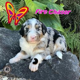 FireChaser - Blue merle female Bernedoodle puppy in Banner Elk, North Carolina from Walnut Tree Bernedoodles