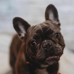 Phoebe - French Bulldog