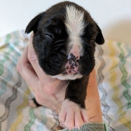 Boxer Puppies from Bellbox German Boxers