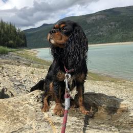 Jewels - Cavalier King Charles Spaniel