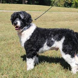Kodiak - Portuguese Water Dog