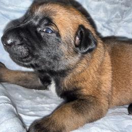 Piroque - Yellow male Dutch Shepherd puppy in Saint Amant, Louisiana from Mercy Kennels