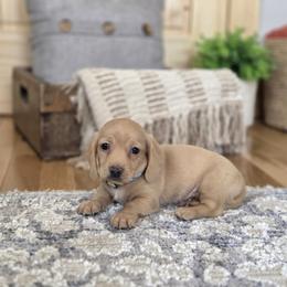 AKC Meet George :) - Cream male Dachshund puppy in Centerville, Iowa from Barnyard Dachshunds, Dals & Doodles