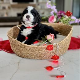Red collar - Black and white male Bernedoodle puppy in Indiahoma, Oklahoma from Farm Fresh Doodles