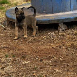 Belgian Malinois and Dutch Shepherd Puppies from Vuurhart Herders