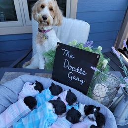 Goldendoodles from The Doodle Gang